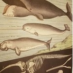 affiche-pedagogique-cavallini-whales-baleines-naturalisme-homeschooling-min