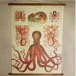 affiche-pedagogique-cavallini-octopods-poulpe-naturalisme-homeschooling-min