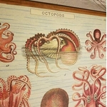 affiche-pedagogique-cavallini-octopods-naturalisme-homeschooling-vintage-min