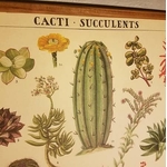 affiche-pedagogique-cavallini-cactus-succulentes-homeschooling-botanique-min