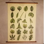 affiche-pedagogique-cavallini-feuilles-homeschooling-vintage-montessori-naturalisme-min