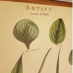affiche-pedagogique-cavallini-arbres-homeschooling-vintage-botanique-naturalisme-min
