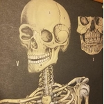 affiche-pedagogique-cavallini-anatomie-squelette-waldorf-min