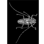 insectes-radiographie-x-ray-education