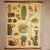 affiche-pedagogique-cavallini-cactus-succulentes-homeschooling-vintage-min