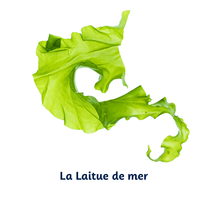 laitue-de-mer-OK