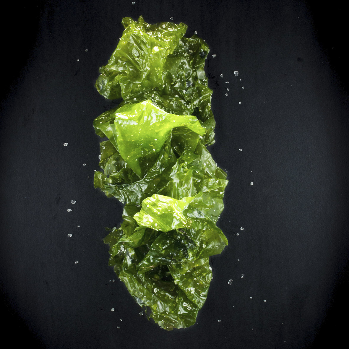 laitue-de-mer-frais-sale-bio