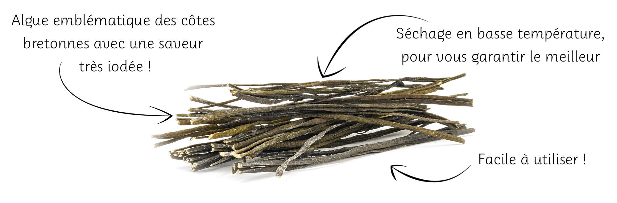 algue-seche-spaghetti-de-mer