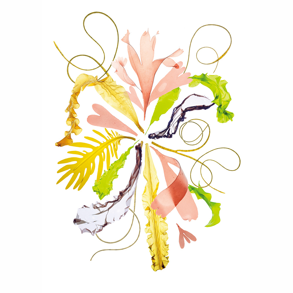 algues-bio-bretonne-comestibles