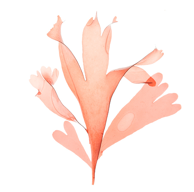 dulse-algue-bord-a-bord