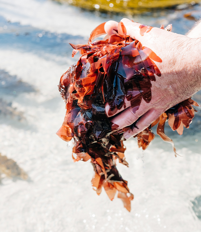 dulse-finistere