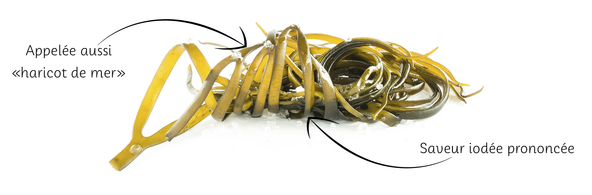 Spaghetti-algues-fraiche