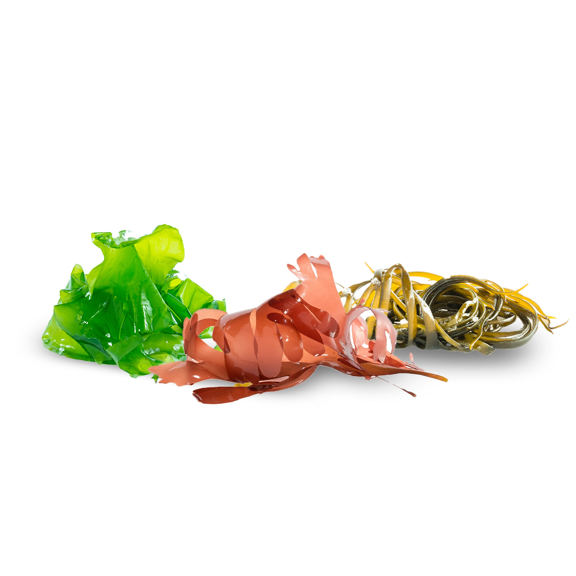 algue-bio-bretonne