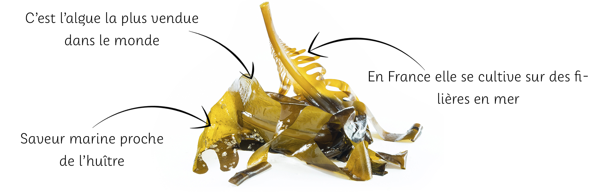 Wakame-algues-fraiche