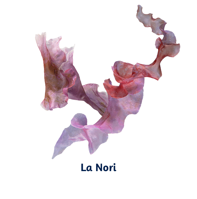 nori