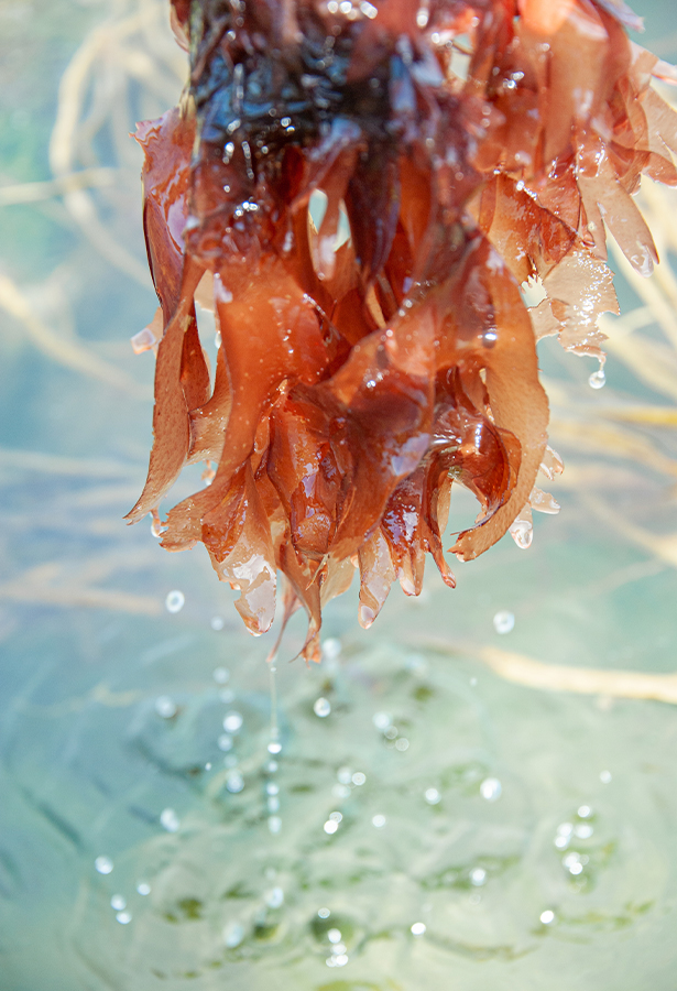 algue dulse bretonne