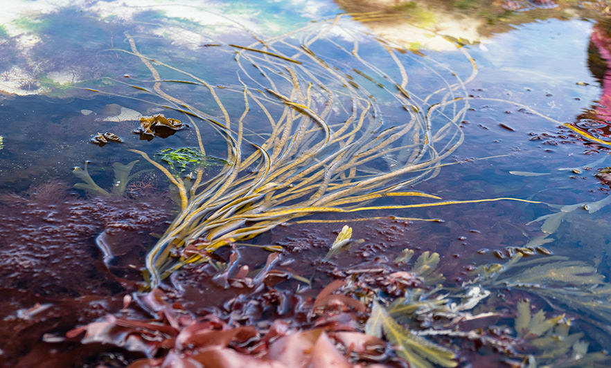 spaghetti de mer bio