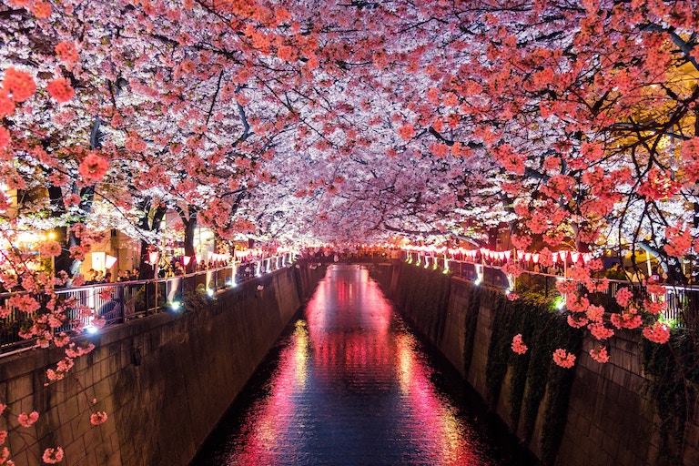 cerisier japonais