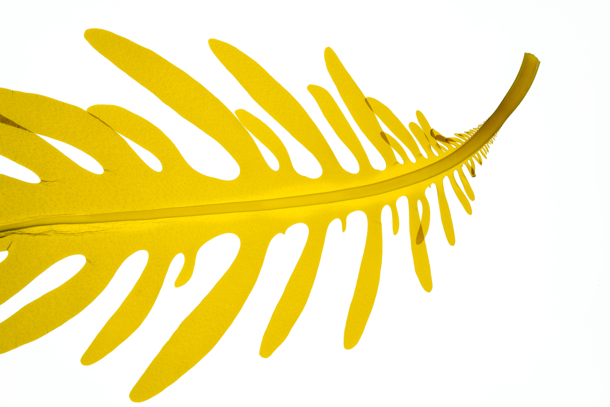 wakame 4