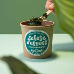 salade-algue-wakame-bio