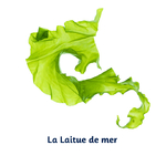 laitue-de-mer-OK