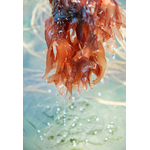 algue-dulse-bretonne