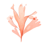 dulse-algue-bord-a-bord