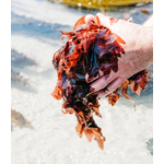 dulse-finistere