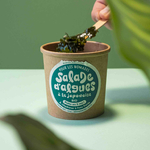salade-algue-wakame-bio
