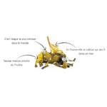 Wakame-algues-fraiche