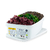 trio-algues-fraiches-laitue-dulse-spaghetti