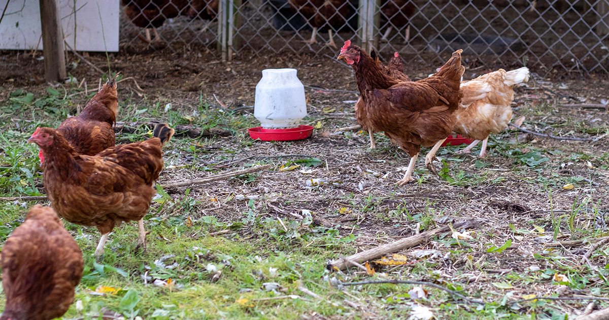 poule poulailler