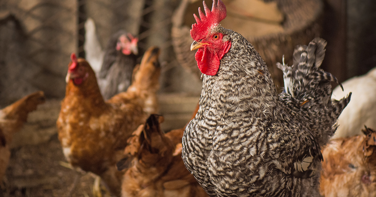 coq poule