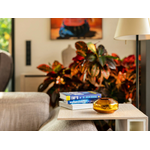somavedic-Amber_3_1920x