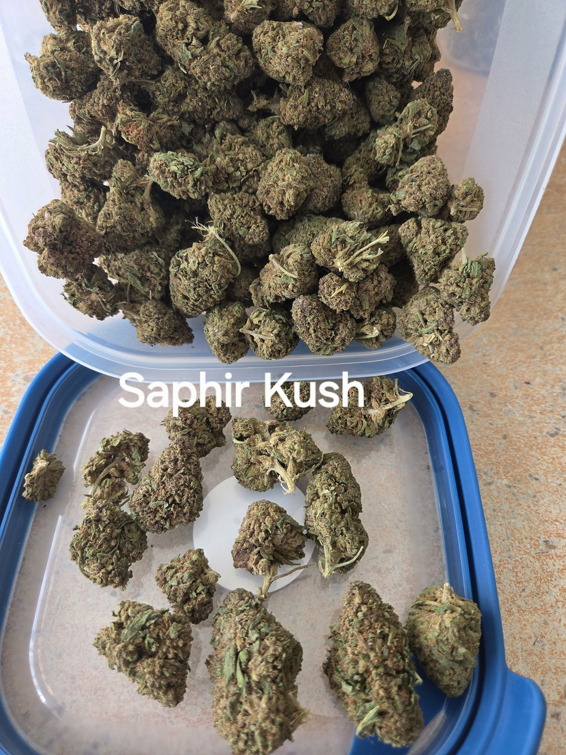 Saphir Kush
