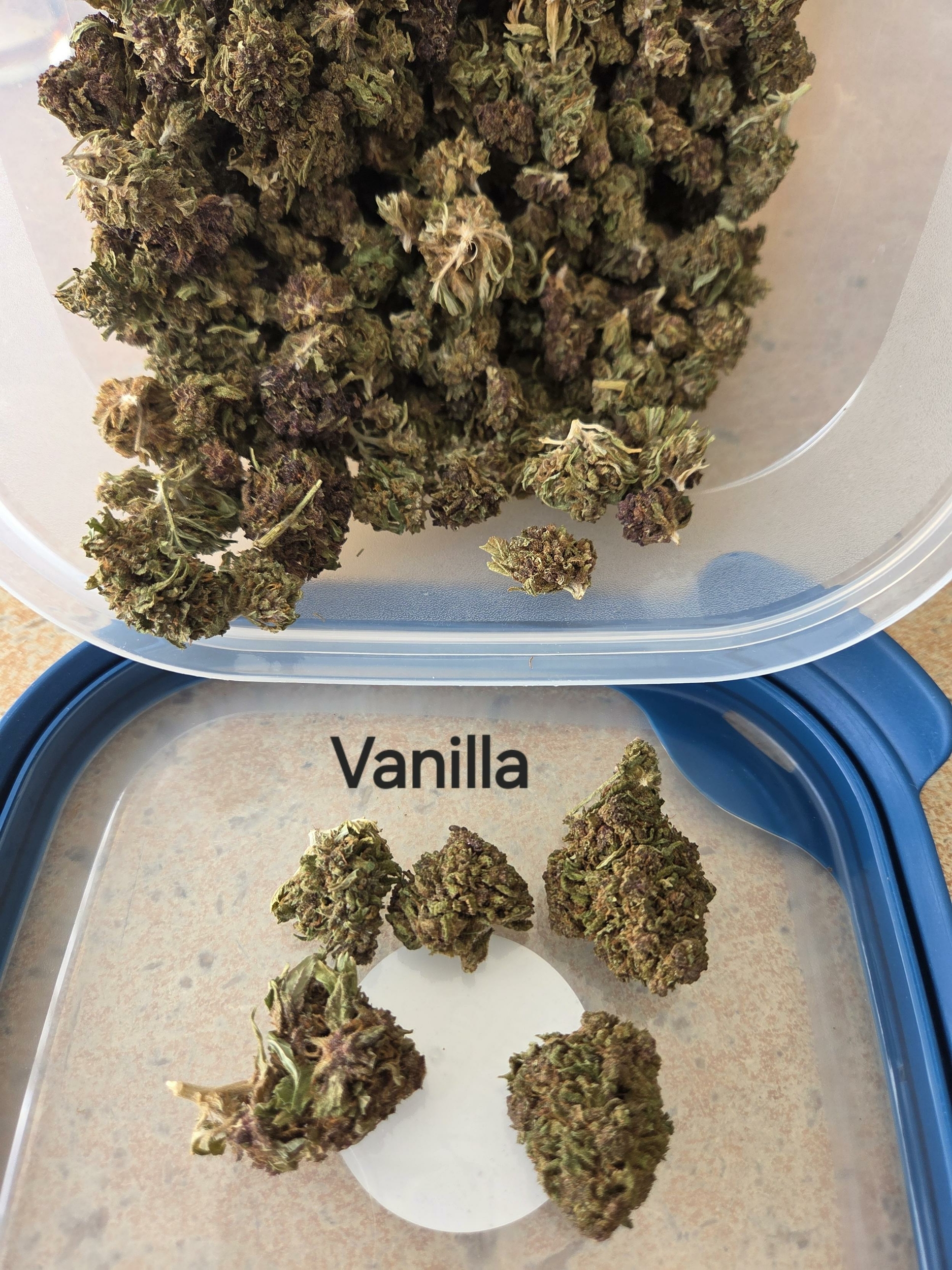 Vanilla