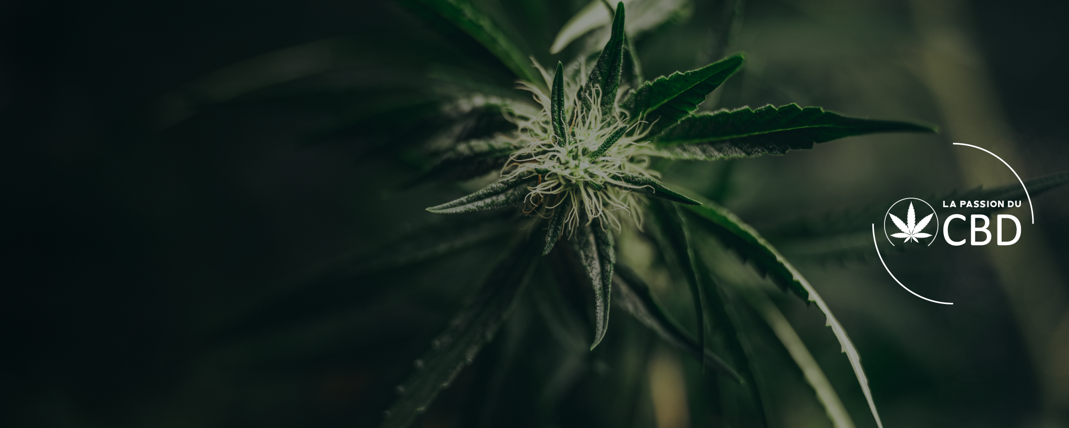 passion cbd header2