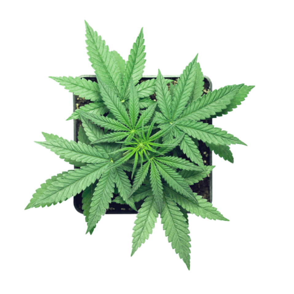 passion cbd haut