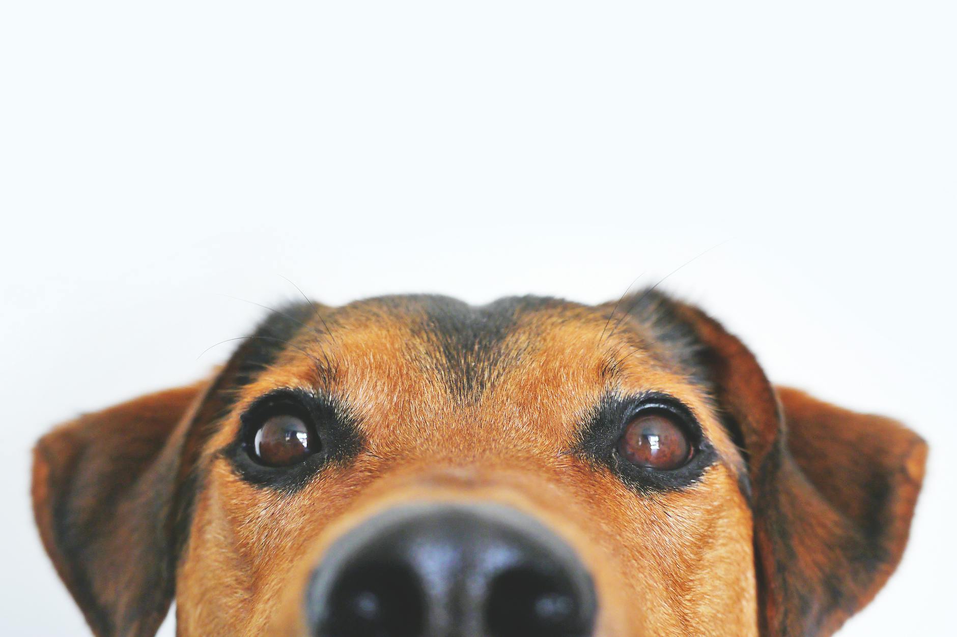 photo gros plan du visage de chien brun et noir