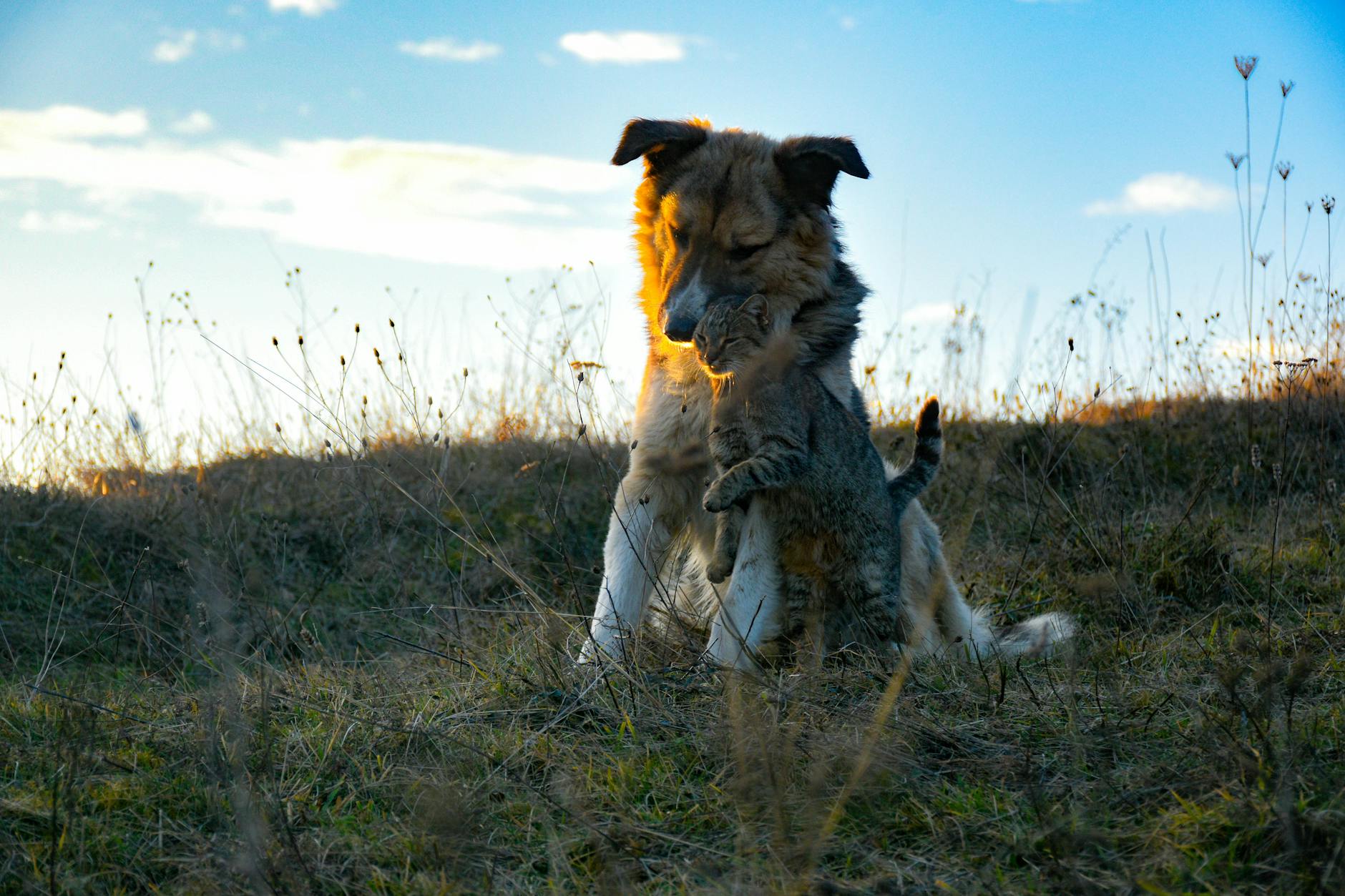 photos gratuites de adorable affection amitie