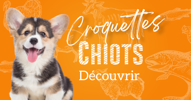Chiots