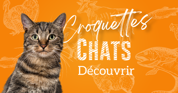 chats