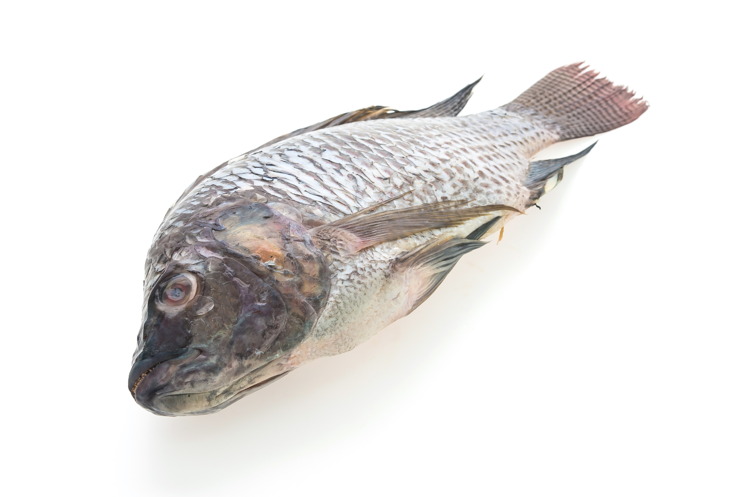 Poissons