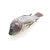 raw-fresh-fish