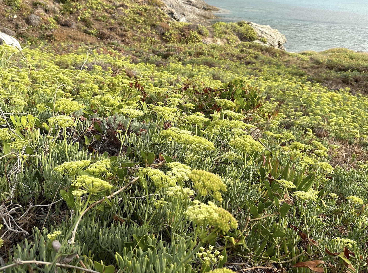 Criste marine plante1