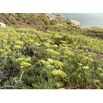 Criste marine plante1