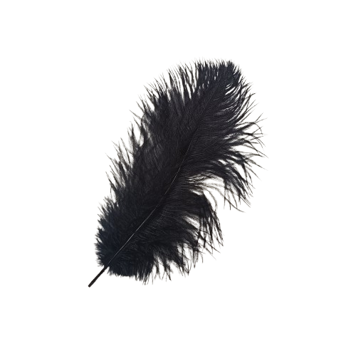 plume dautruche noir