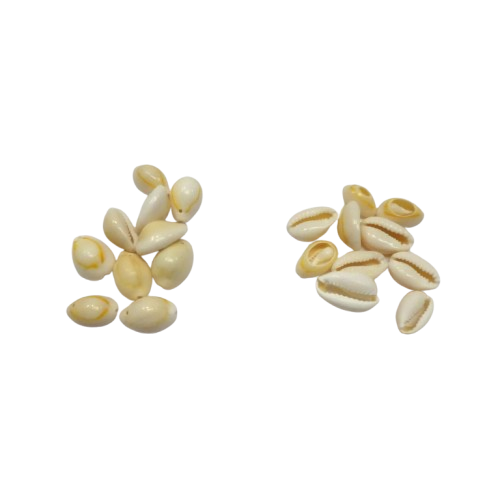 coquillages