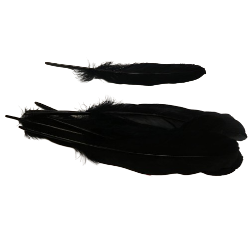 plumes doie Rayher noir