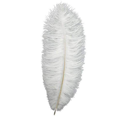 plume dautruche Rayher blanche